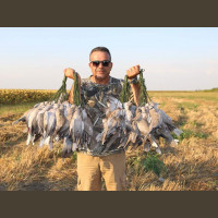 Chasse aux Cailles et Tourterelles en Roumanie