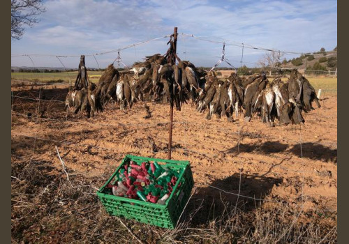 Chasse Grives en Espagne Castilla La Mancha