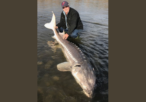Pêche Esturgeons Géants en Colombie Britannique