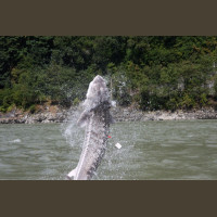 Pêche Esturgeons Géants en Colombie Britannique