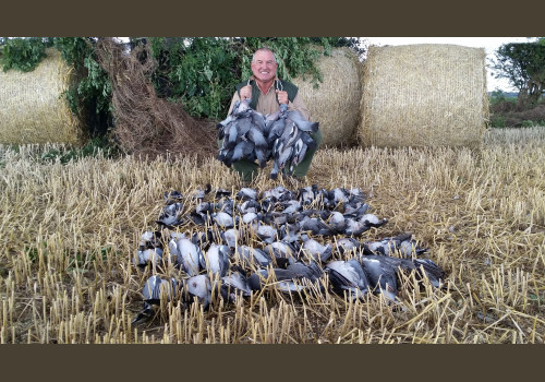 Séjour de Chasse aux Pigeons Ramiers en Ecosse Pershire Crieff 2020