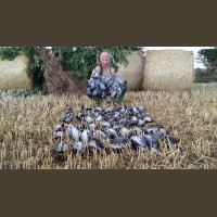 Séjour de Chasse aux Pigeons Ramiers en Ecosse Pershire Crieff 2020