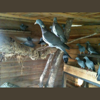 Séjour de Chasse aux Oiseaux Migrateurs France Sologne 2020-2021