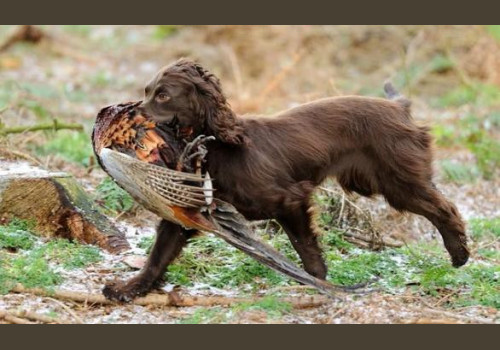 Chasse au Petit Gibier en Angleterre
