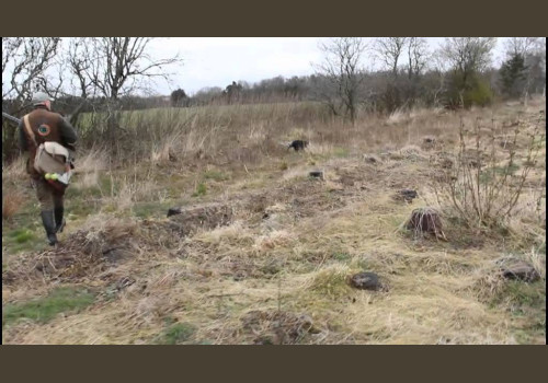 Chasse au Petit Gibier en Angleterre