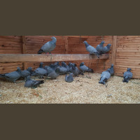 Journée de Chasse à la Palombe/Pigeon Ramier en Sologne 2020-2021