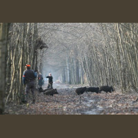Chasse aux Sangliers Gros Gibiers Sologne 2019-2020