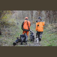 Chasse aux Sangliers Gros Gibiers Sologne 2019-2020