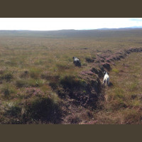 Séjour Bécasses en Ecosse sur l'Archipel Nord des Highlands 2020-2021