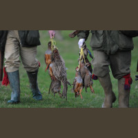 Chasse au Petit Gibier en Angleterre