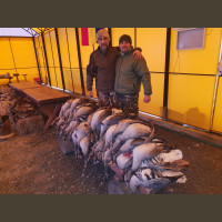 Chasse aux Oies en Roumanie "Les Rieuses du Danube"
