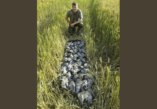 Chasse aux Pigeons en Angleterre