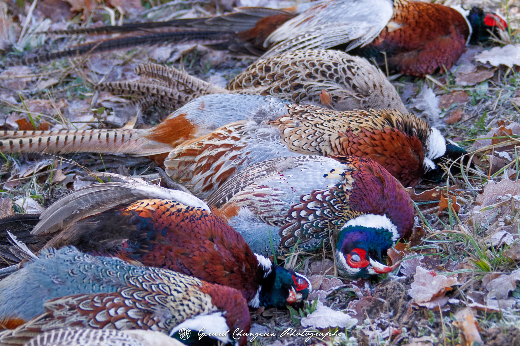 PACK "Prestige Séjour de Chasse en Sologne"