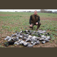 Séjour de Chasse aux Pigeons Ramiers en Angleterre 2020