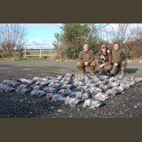 Séjour de Chasse aux Pigeons Ramiers en Angleterre 2020