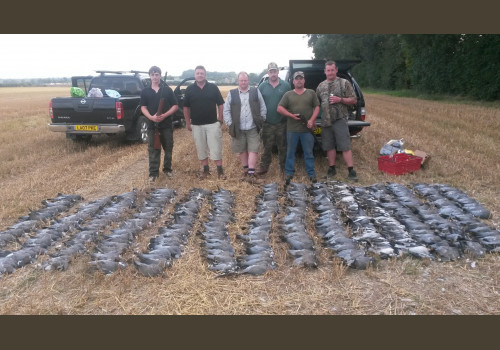 Chasse aux pigeons en Angleterre