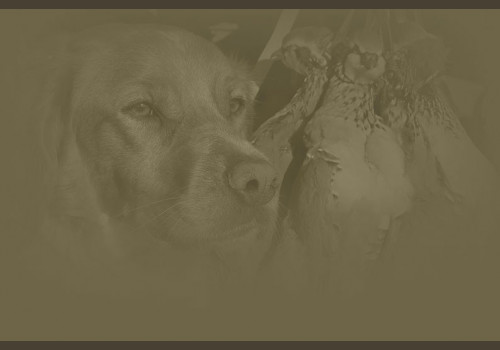 Chasse au Petit Gibier en Angleterre